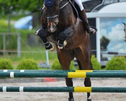 Springpferd Dj Kannan Vb (Oldenburger, 2013, von Tailormade's Diarado's Boy 256 FIN)