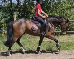 Pferd Don Rico (Deutsches Reitpony, 2021, von Danny Zuko)