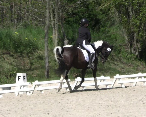 Reitturnier Pietzpuhl 2025