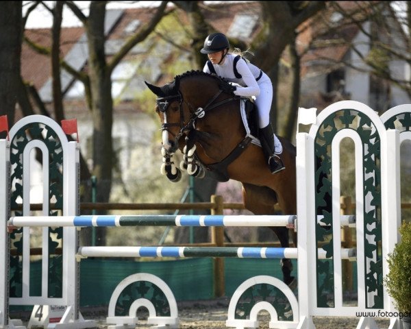Springpferd Rocca R.t OLD (Oldenburger, 2015, von Diarado's Boy)