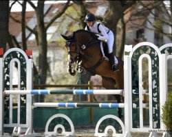 Springpferd Rocca R.t OLD (Oldenburger, 2015, von Tailormade's Diarado's Boy 256 FIN)