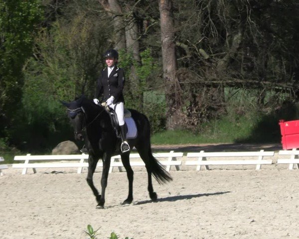 Reitturnier Pietzpuhl 2025