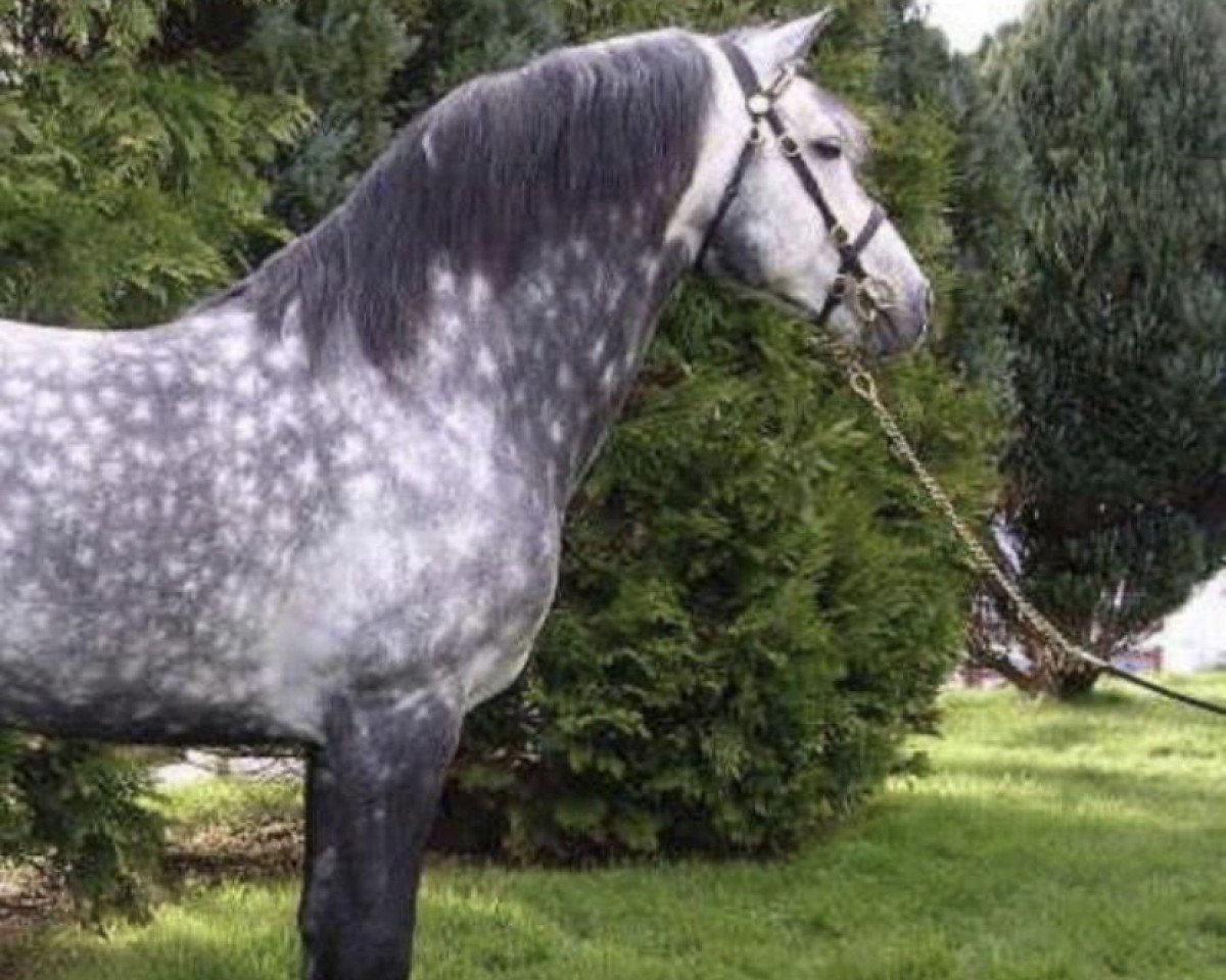 Deckhengst Corrib Prince (Connemara-Pony, 1997, von Slaney)
