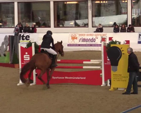 Hallenspringturnier in Borken 2014