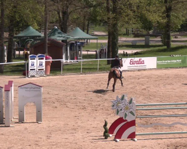 Internationales Springturnier Stadl-Paura 2025