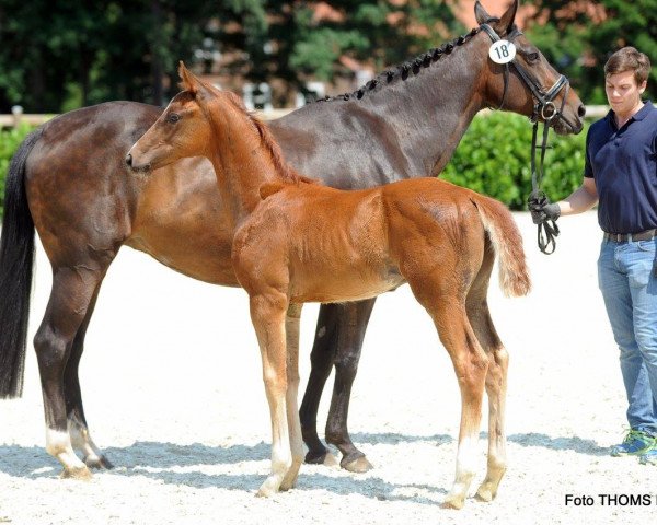 horse Friendsscout (Westphalian, 2017, from Fürst Larino)