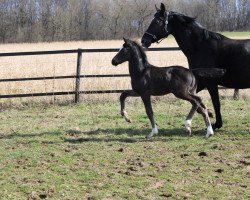horse Florian CB (German Warmblood, 2021, from Fuechtels Floriscount OLD)