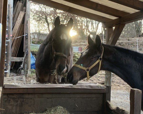 horse Calimero KH (Holsteiner, 2022, from Central Park 6)