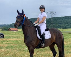 dressage horse Fine Rumi (Oldenburg, 2016, from Fürstenball)