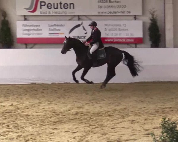 Hallenspringturnier in Borken 2014