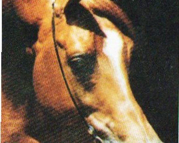 stallion Gonchar ox (Arabian purebred, 1984, from Menes 1977 ox)
