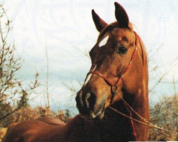 Pferd Jeridan (Araber, 1986, von Rihan ox)