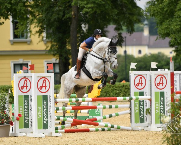 Caballo de salto Ll Cool Jay (Caballo de sangre caliente austríaco, 2014)