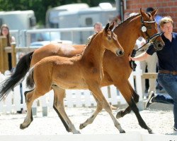 dressage horse Brooklyn Boy West (Westphalian, 2017, from Baccardi)