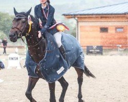 jumper Darido (Holsteiner, 2015, from Diarado)