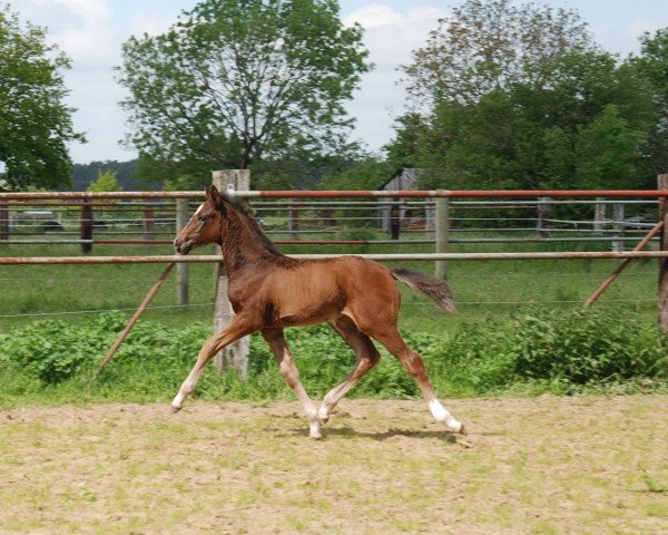 horse Lady Grazia - W (Oldenburg, 2021, from Global Player OLD)