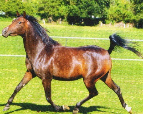 horse La Diva (Arabian, 2006, from Ajm Armani ox)