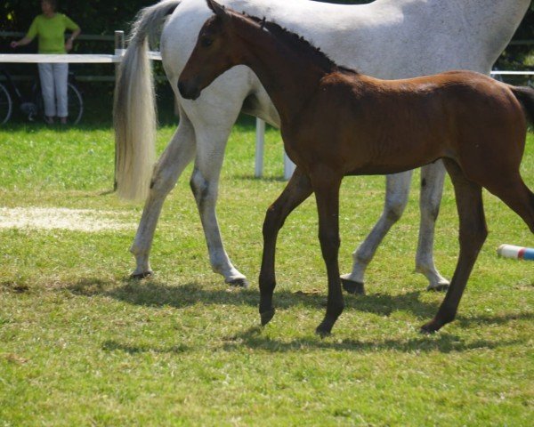 horse So Beautiful (Holsteiner, 2024, from Casallco)