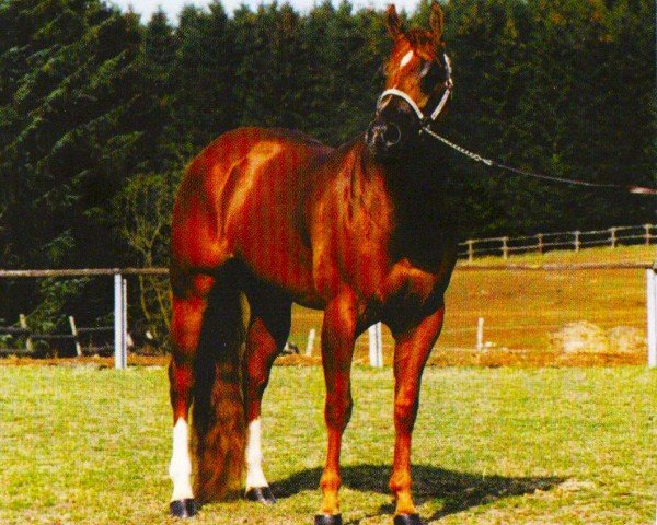 stallion Undeniably Hint (Quarter Horse, 1992, from Hint of Conclusive)