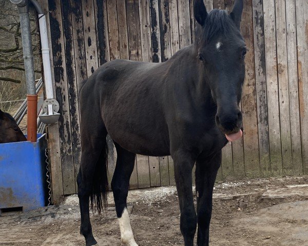 horse Lilith KH (Holsteiner, 2023, from Chubakko)
