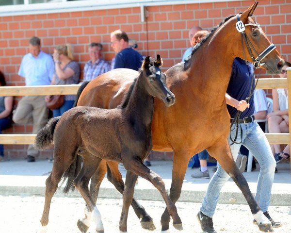horse For Your Eyes Only (Westphalian, 2017, from For Final)