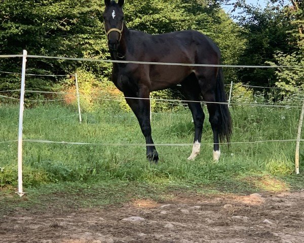 horse Colibri KH (Holsteiner, 2022, from Central Park 6)