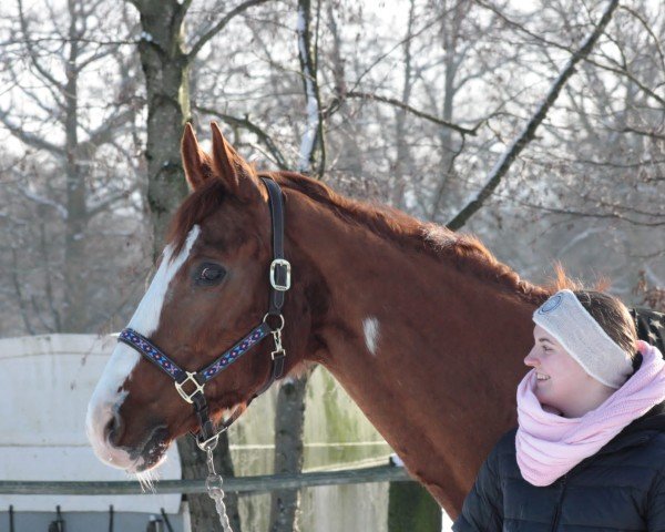 Springpferd Chico 669 (Westfale, 2002, von Carte d'Or)