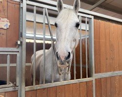 horse Conlarina PS (unknown,  )