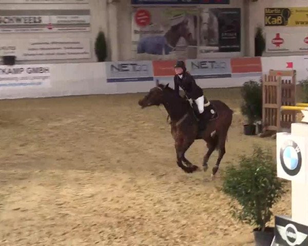 Hallenspringturnier in Borken 2014