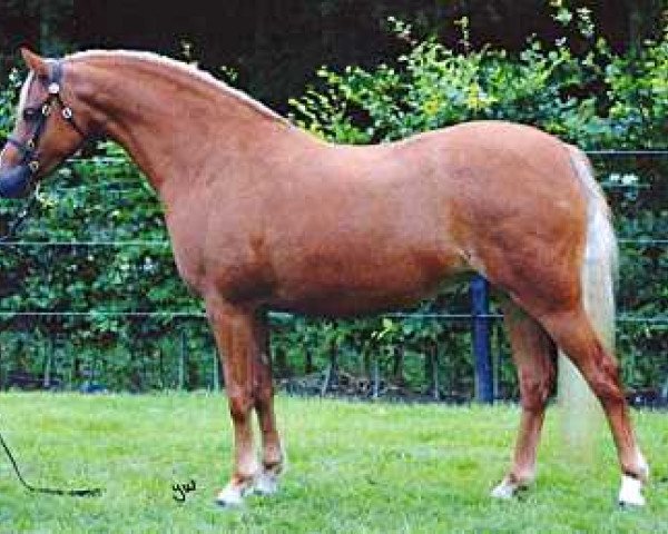 broodmare Wildzang's Royal Charm (Welsh-Pony (Section B), 1999, from Sarnau Pelydrog)