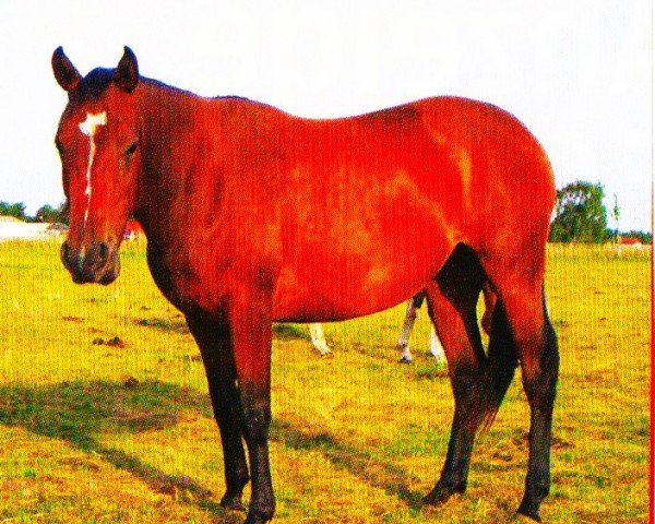 Pferd Summer (Quarter Horse, 2004, von Tidy's Little King)