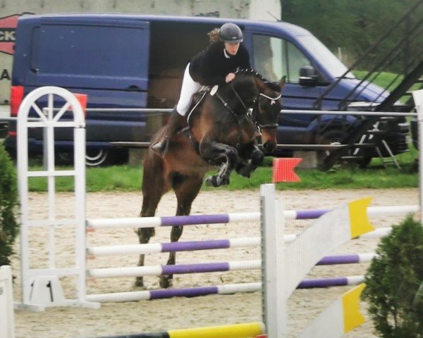 Springpferd I´m the One (Anglo Europäisches Sportpferd, 2019, von Banagro M)