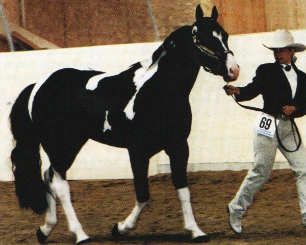 horse Hot Chocolate McCue (Paint Horse, 1995, from Cadillac Mc Cue)