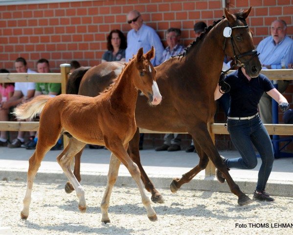 horse Oscar Wellington JSF (German Warmblood, 2017, from Ogano)