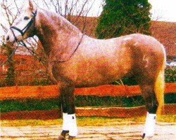 dressage horse Hechicero LXII (Pura Raza Espanola (PRE), 2000, from Competidor III)
