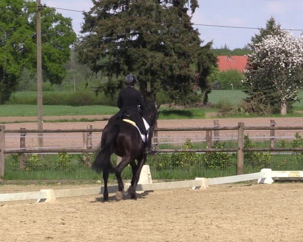 Reitturnier Warendorf, Reitstall am Rothenbach 2025