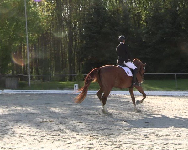Reitturnier Pietzpuhl 2025