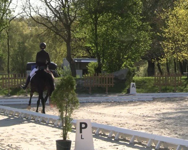 Reitturnier Pietzpuhl 2025