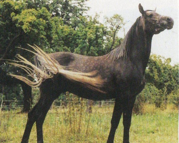 horse Twin ibn Indirah (Arabian purebred, 2001, from Mel Tibli)