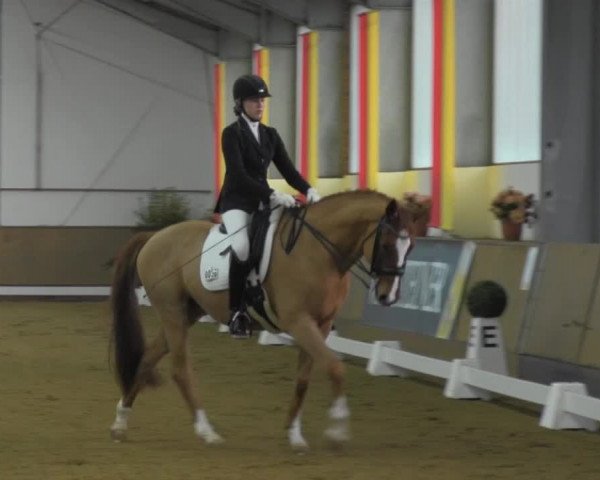 Dressurturnier IGD Vechta 2014