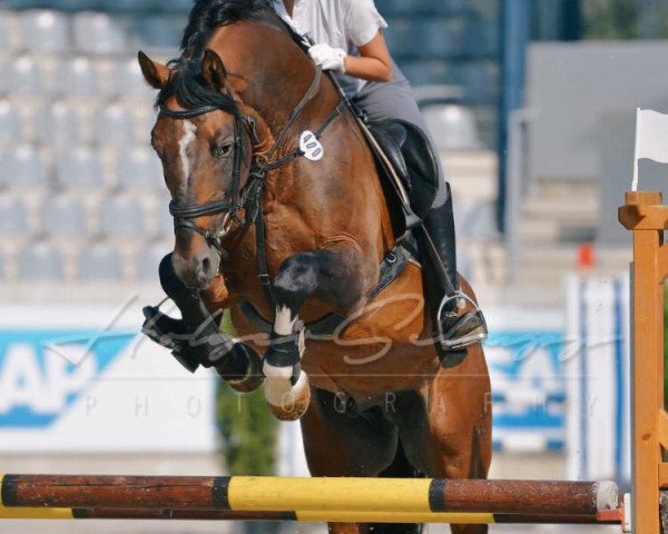 stallion Ecl- Absolut (Oldenburg, 2000, from Argentinus)