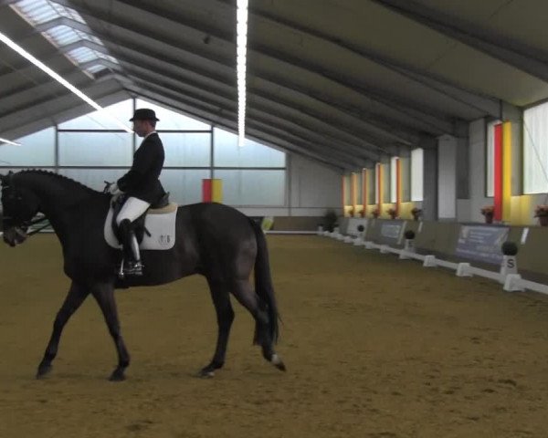 Dressurturnier IGD Vechta 2014