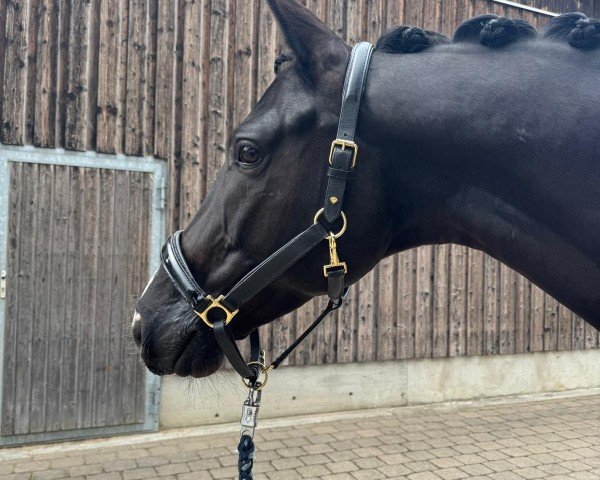 Dressurpferd Karajan 42 (Trakehner, 2018, von Herakles TSF)