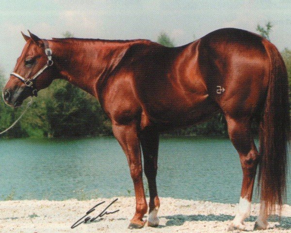 horse Solanos Rocky Top (Quarter Horse, 1990, from Solanos Peppy San)
