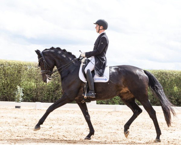 broodmare Kalamaika (Trakehner, 2014, from Iskander)