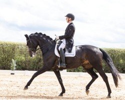 broodmare Kalamaika (Trakehner, 2014, from Iskander)