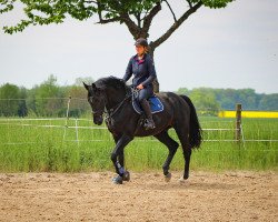 Springpferd Diego 565 (Oldenburger Springpferd, 2015, von Diarado)