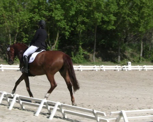 Reitturnier Pietzpuhl 2025