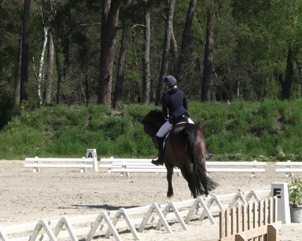 Reitturnier Pietzpuhl 2025