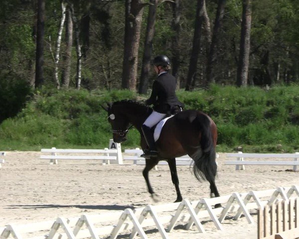 Reitturnier Pietzpuhl 2025